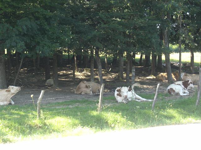 CIMG0548.JPG